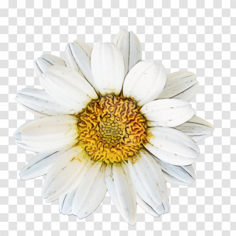 Chamomile Homo Utopicus Oxeye Daisy Blume Bild - Chrysanthemum - Flowering Plant Transparent PNG