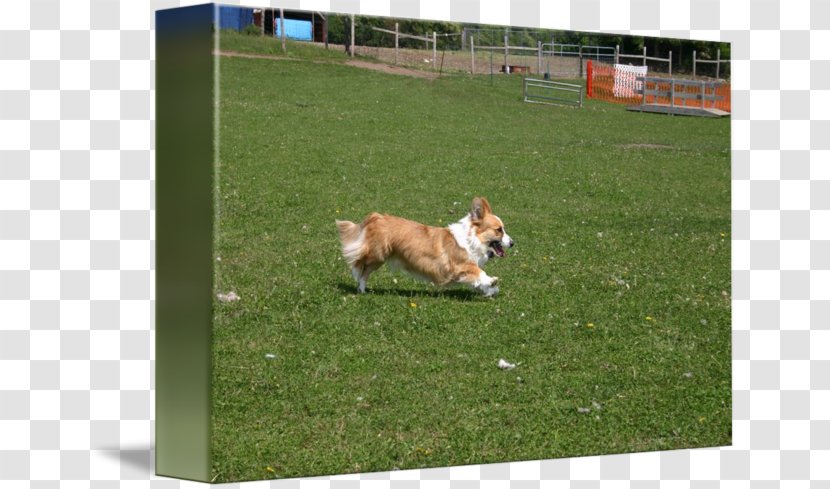 Pembroke Welsh Corgi Obedience Trial Dog Breed Training - Grass Transparent PNG
