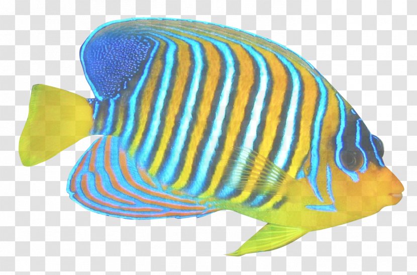 Fish Pomacanthidae Turquoise Butterflyfish - Animal Figure - Bonyfish Fin Transparent PNG
