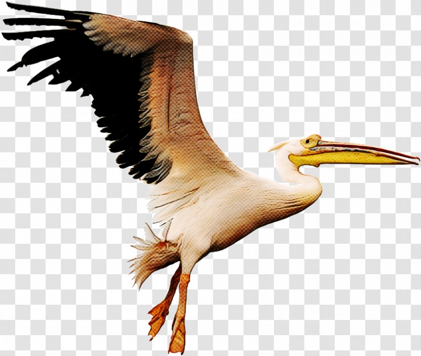 Cartoon Bird - Brown Pelican - Wing Transparent PNG