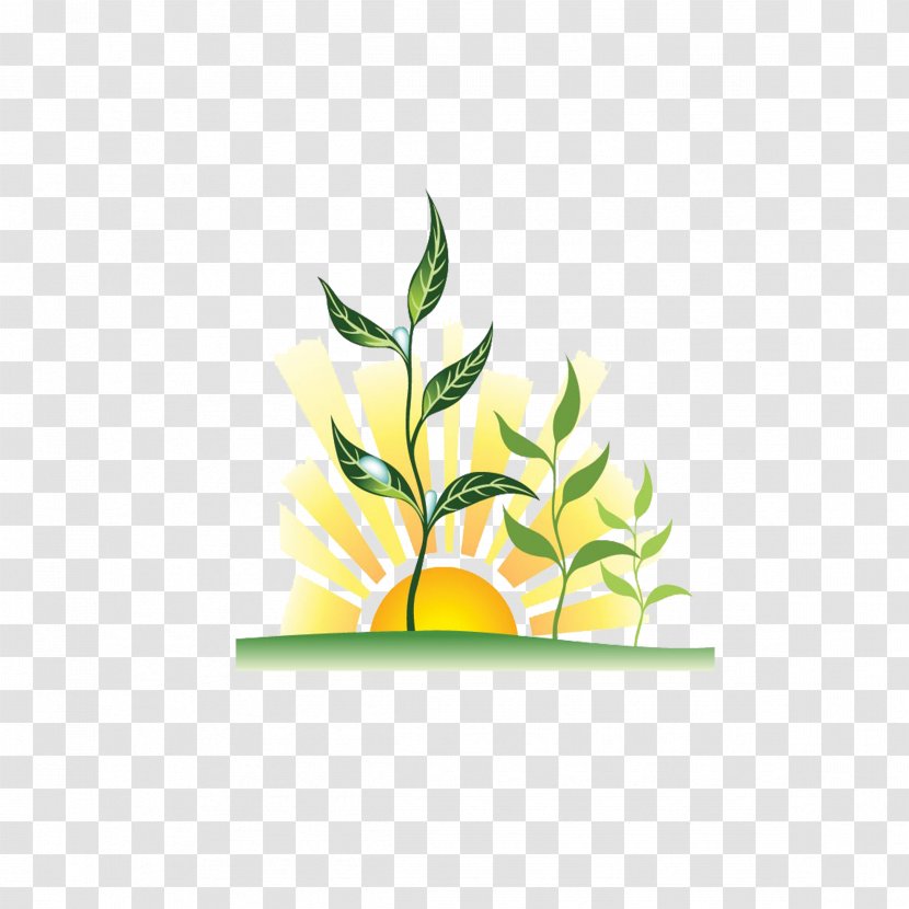 Plant Sunset Clip Art - Flower - Cartoon Sun Transparent PNG