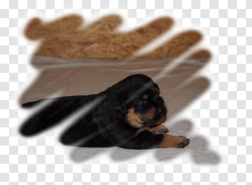 Puppy Dog Breed Insect Snout Transparent PNG