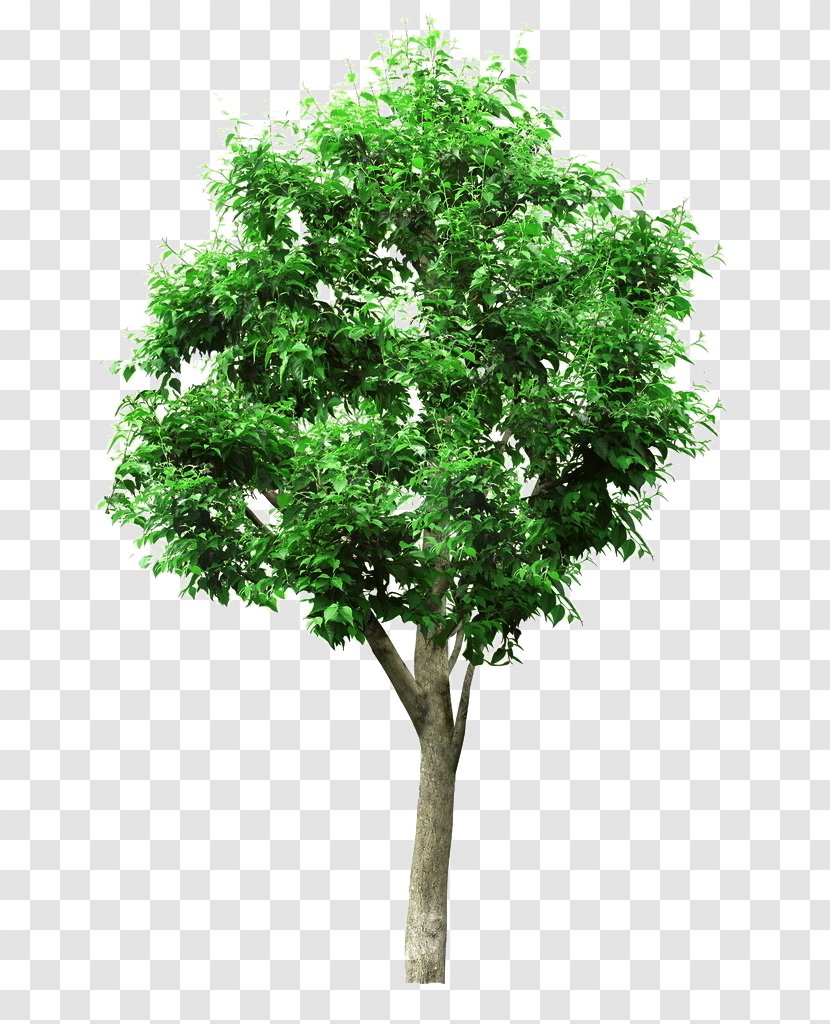 Tree Architectural Engineering Project - Linden Picture Material Transparent PNG