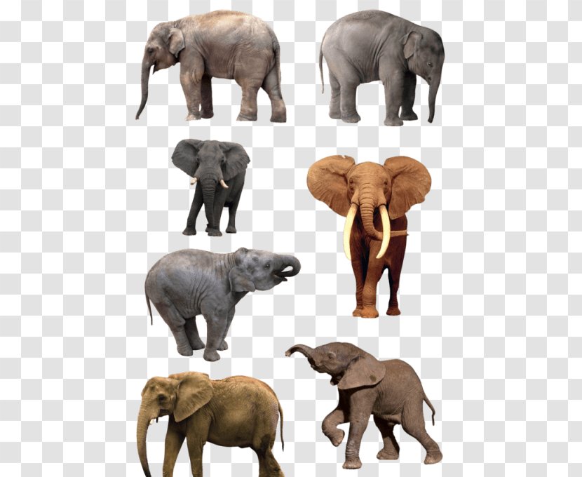 The Elephants Image Drawing - Work Of Art - Elephant Transparent PNG