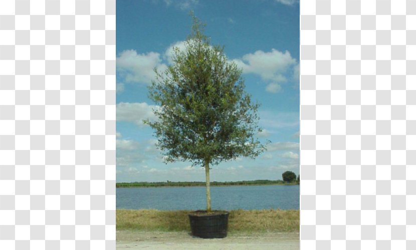 Southern Live Oak Gallon Evergreen Tree Transparent PNG