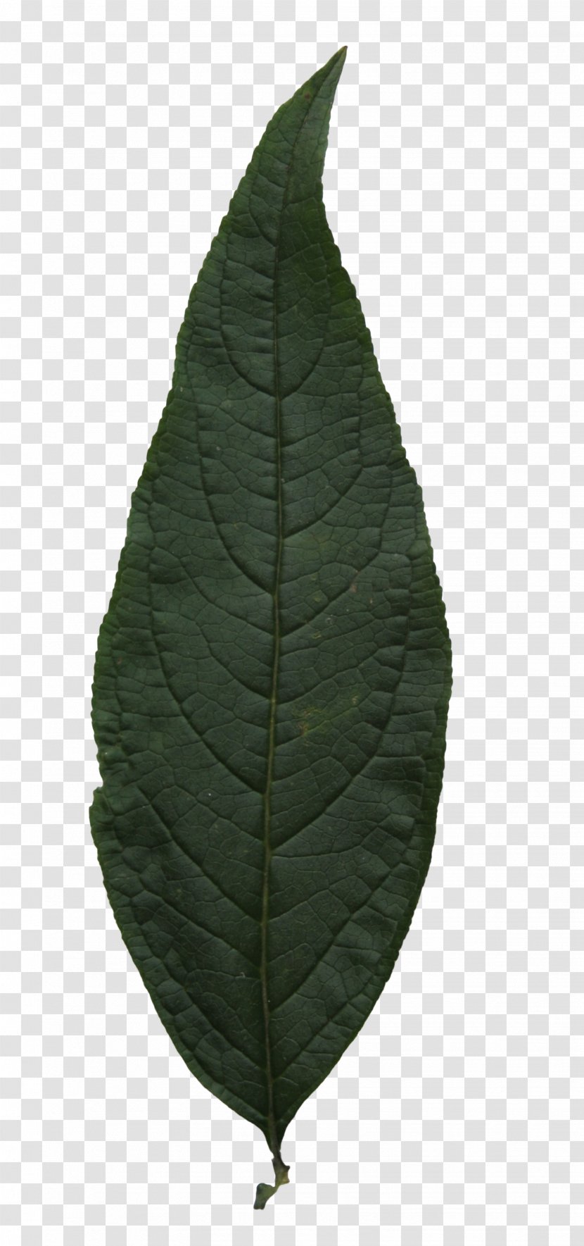 Plant Leaf Transparent PNG