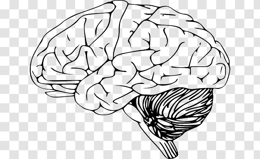Clip Art Human Brain Drawing Black And White - Heart Transparent PNG