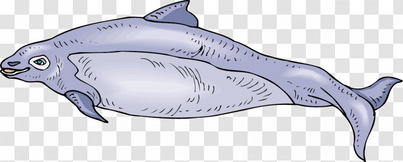 Cartoon Drawing Animation - Marine Biology - Cute Fish Transparent PNG
