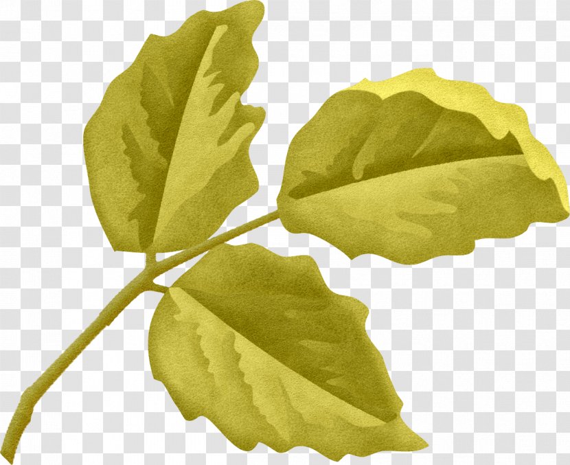 Plant Leaf Tree - Olive Leaves Transparent PNG