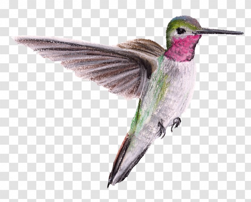 Hummingbird Beak Wing Feather - Organism Transparent PNG
