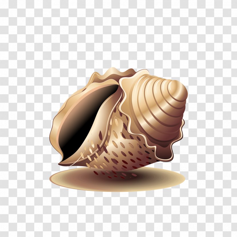 Seashell Cockle Sea Snail - Ice Cream Cone - Conch Transparent PNG