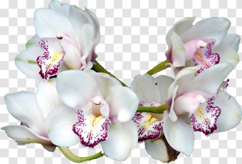 Flower - Orchids - Vanilla Transparent PNG