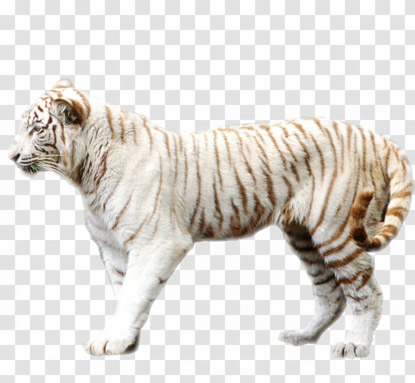 Bengal Tiger Sumatran Felidae White Wallpaper - Picture Material Transparent PNG