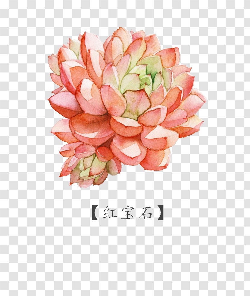 Watercolor Painting Succulent Plant - Art - Ruby Transparent PNG