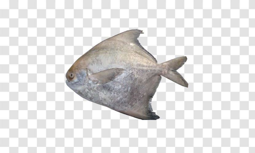 Fish Surimi Pampus Argenteus Pomfret Al Noor Exports - Cod Transparent PNG