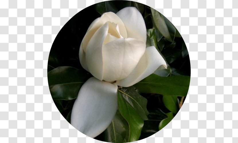 Gardenia Flowering Plant Japanese Camellia Magnoliaceae - Magnolia Transparent PNG