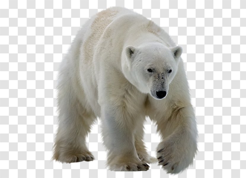Polar Bear Giant Panda Clip Art - Mammal Transparent PNG