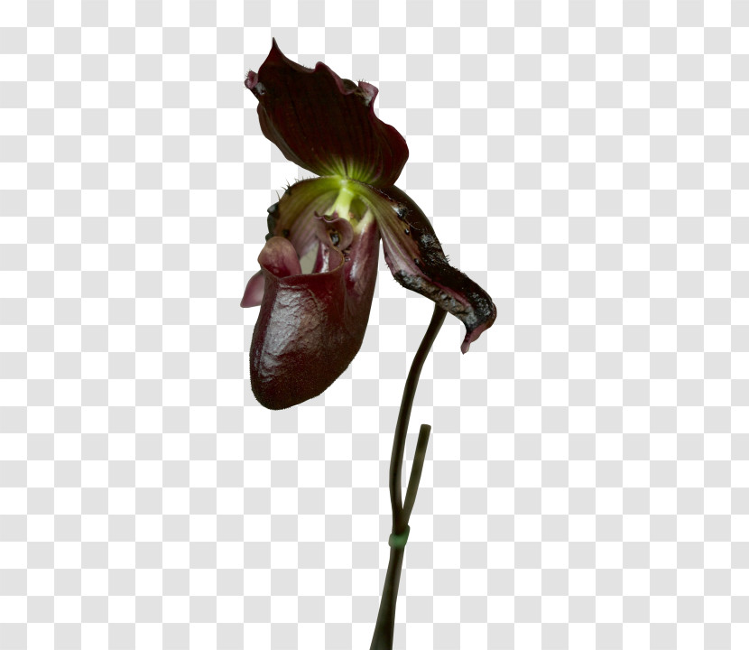 Flower Plant Flying Duck Orchid Cypripedium Nepenthes Transparent PNG