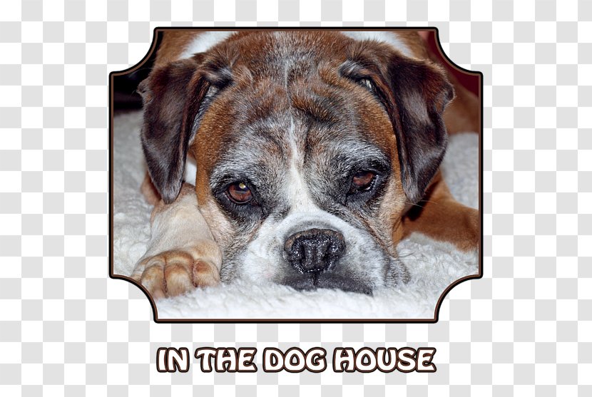 Valley Bulldog Toy Olde English Bulldogge Boxer - Dog Transparent PNG