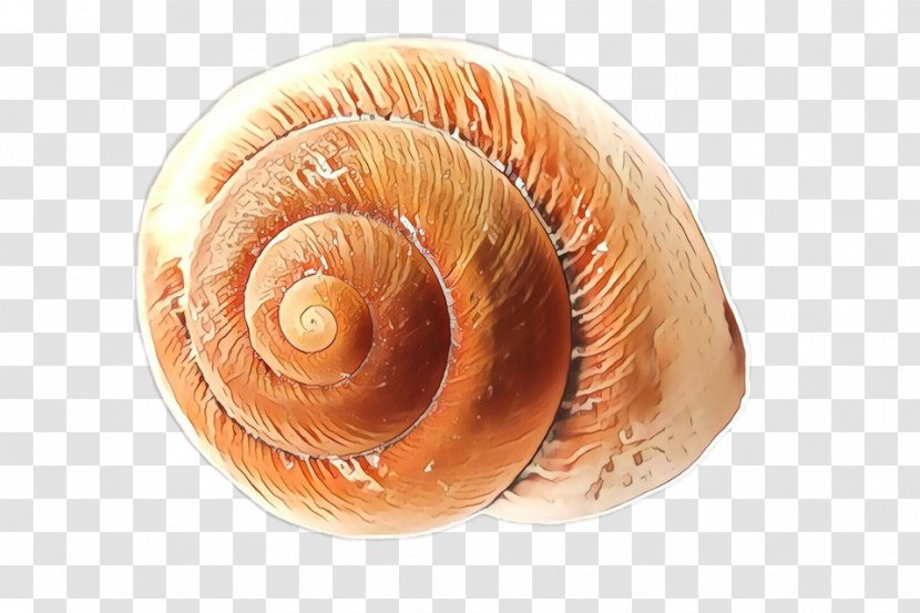 Snail Cartoon - Nautiluses - Snails And Slugs Spiral Transparent PNG