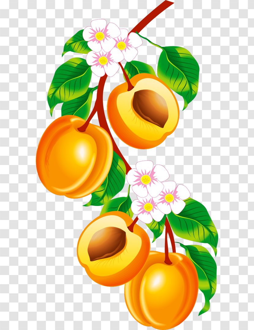 Fruit Peach Clip Art Transparent PNG