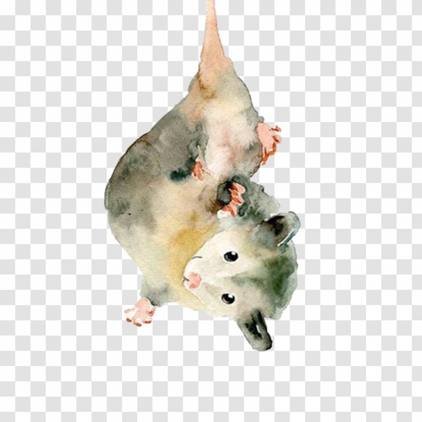 The Opossum Watercolor Painting Drawing Animal - Art Transparent PNG