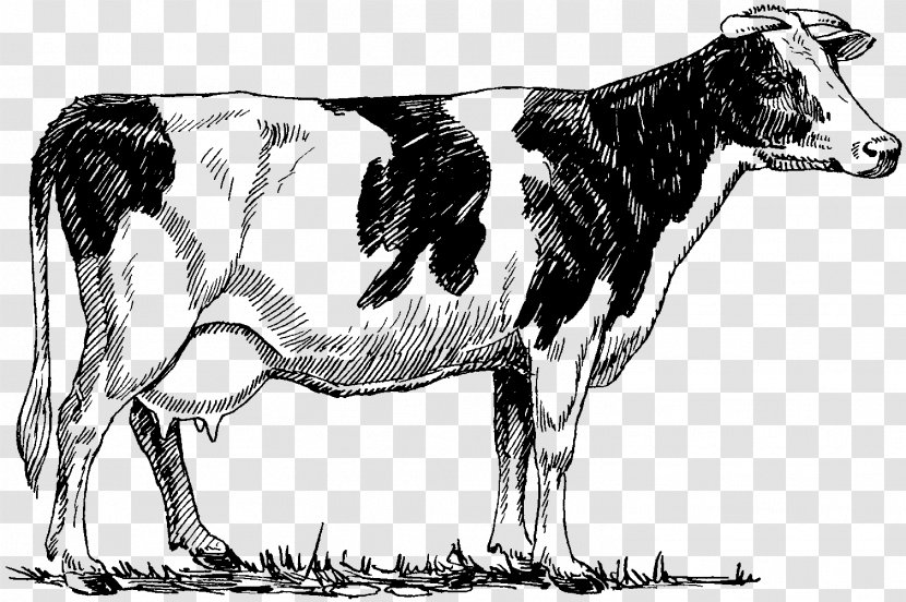 Holstein Friesian Cattle Highland Beef Drawing - Cow Goat Family - COW MILKMAN Transparent PNG