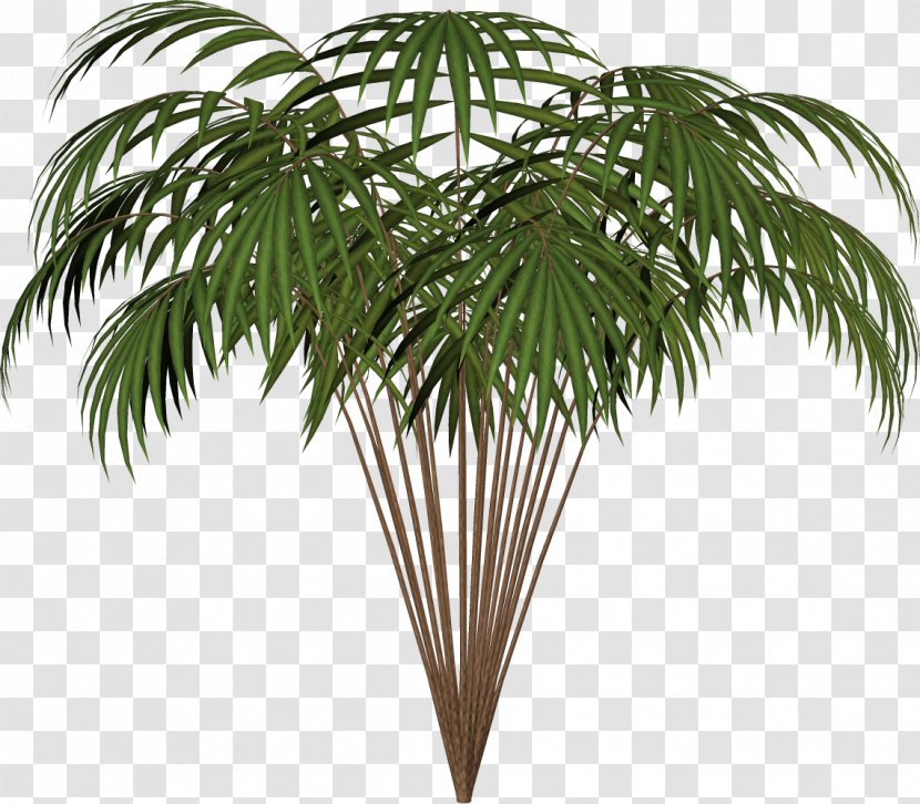 Arecaceae Asian Palmyra Palm Date Houseplant Coconut - Big Ben Transparent PNG
