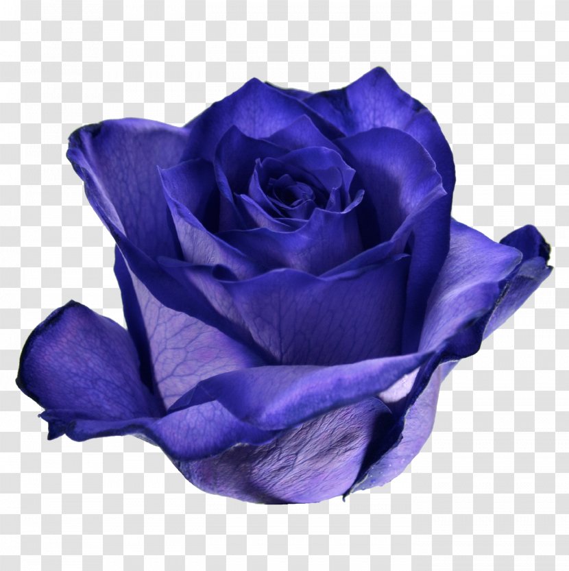 Blue Rose Garden Roses Cabbage Cut Flowers - Violet - Purple Transparent PNG