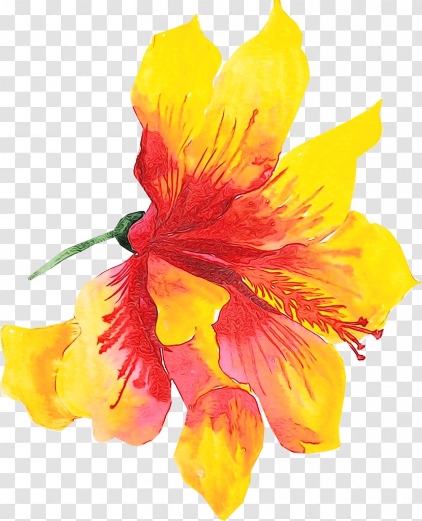 Orange - Watercolor - Cut Flowers Hibiscus Transparent PNG