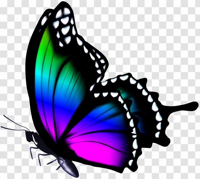Butterfly Color Clip Art - Royaltyfree Transparent PNG
