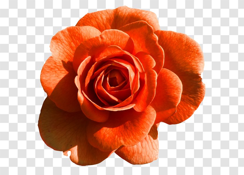 Rose Flower - Close Up Transparent PNG