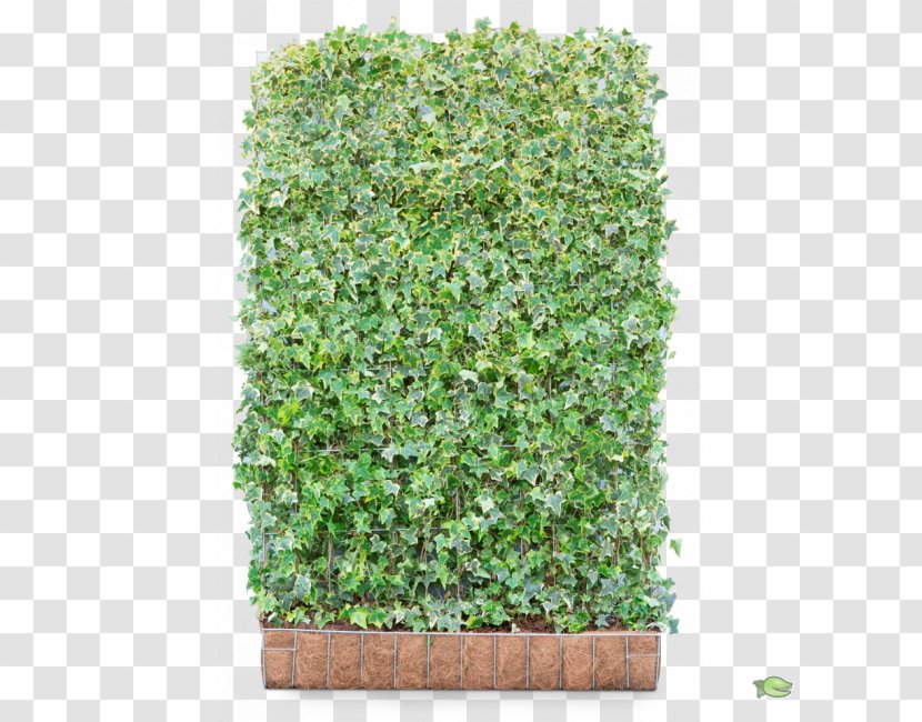 Common Ivy Hedge Shrub European Hornbeam Evergreen - Tree - Plants Transparent PNG