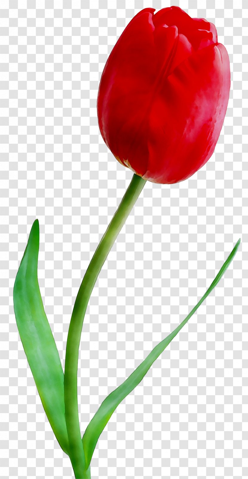 Clip Art Tulip Lily Flower - Plants Transparent PNG