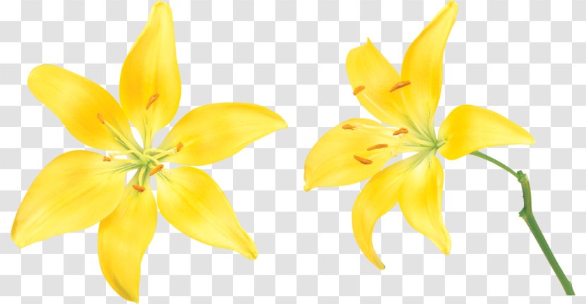 Lilium Flower Clip Art - Tulip - Cartoon Painted Yellow Lily Material Transparent PNG