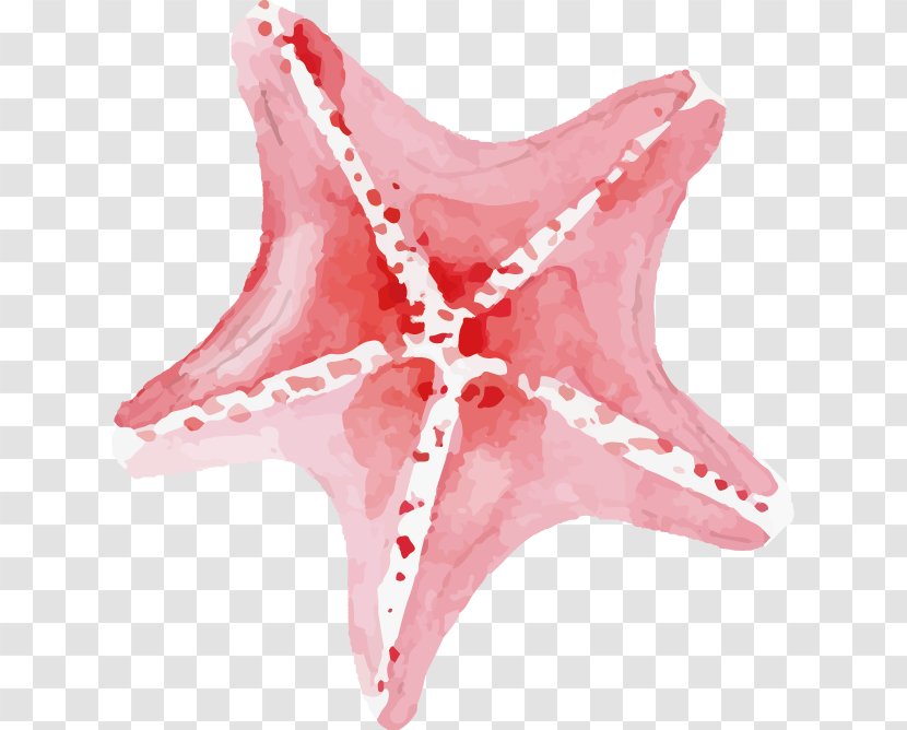 Starfish Pisaster Brevispinus - Flower - Vector Transparent PNG
