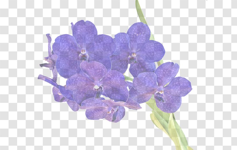 Lavender - Moth Orchid - Dendrobium Transparent PNG