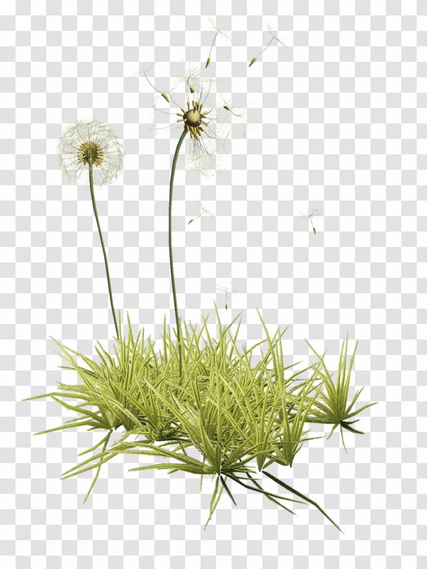 Dandelion Green - Flowerpot - Grass Transparent PNG