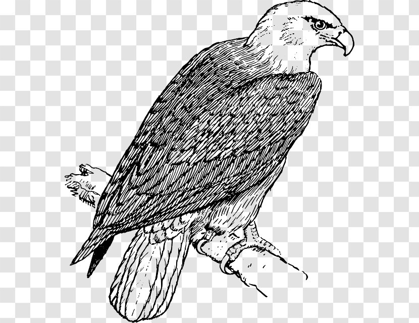 Bald Eagle Coloring Book Child - Golden - Peacock Transparent PNG