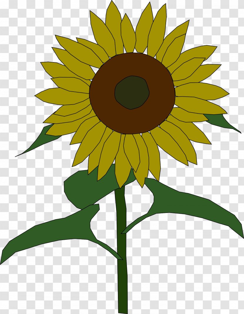 Common Sunflower Seed Drawing Clip Art - Daisy Family Transparent PNG