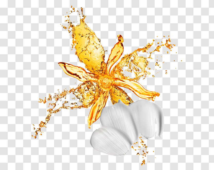 Stock Photography Flower Royalty-free - Royaltyfree Transparent PNG