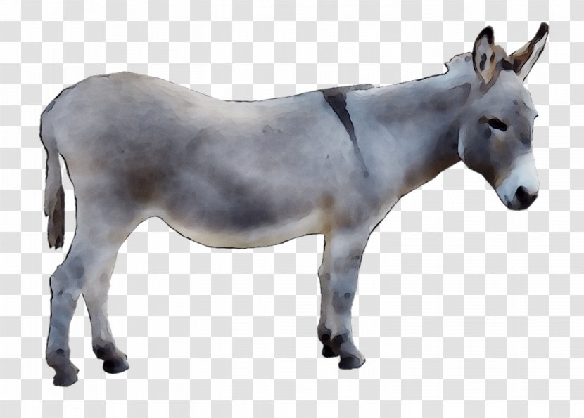 Mule Mustang Donkey Rein Halter - Burro - Terrestrial Animal Transparent PNG