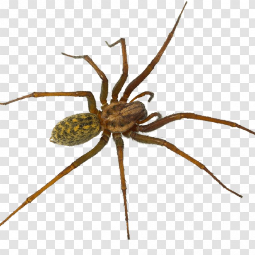 Hobo Spider Pest Control Tegenaria Domestica - Venom Transparent PNG
