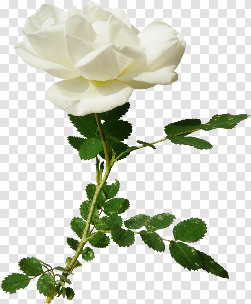 Garden Roses Centifolia Clip Art - Petal - White Rose Transparent PNG