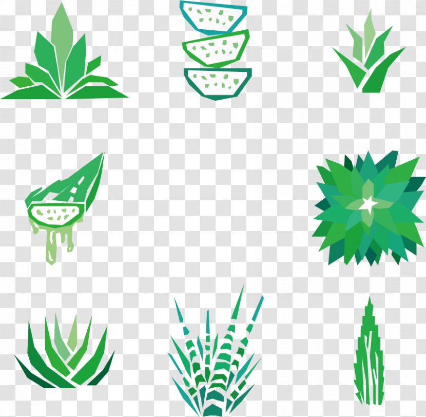 Aloe Vera Drawing Succulent Plant Clip Art - Stem - Vector Transparent PNG