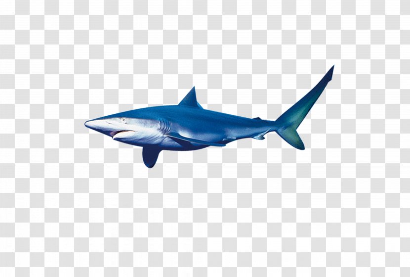 Blue Shark Tiger - Dolphin - Big Transparent PNG