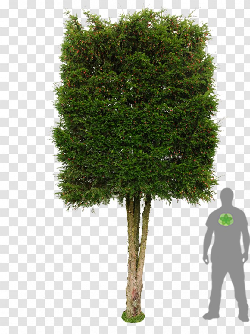 Tree English Yew Photinia Hedge Evergreen - Plant Transparent PNG