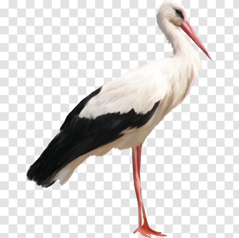 White Stork Icon - Marabou Transparent PNG