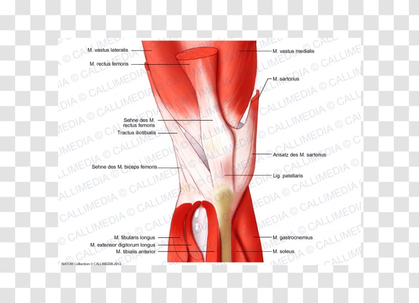 Knee Human Anatomy Body Muscular System - Silhouette - Rectus Femoris Function Transparent PNG