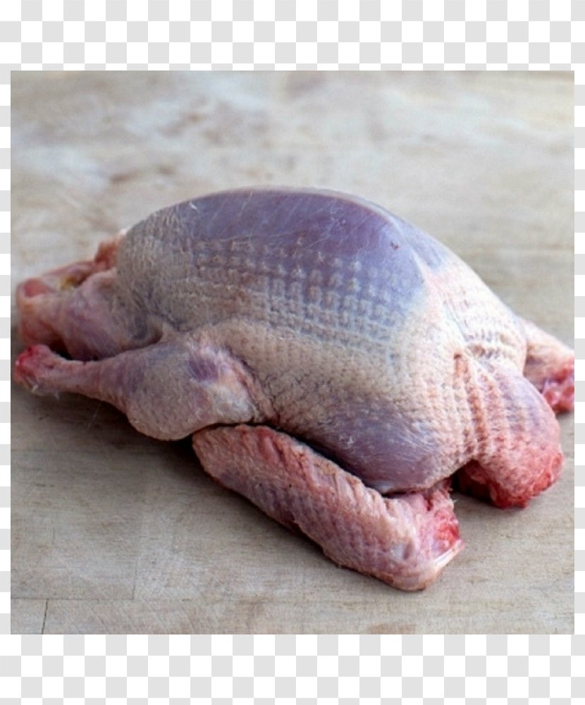 Squab Utility Pigeons Columbidae Bird Meat - Lamb And Mutton Transparent PNG
